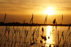 Küstenflora im Abendlicht
