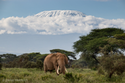 Elefantenporträt Kilimanjaro