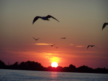 Apus in Delta Dunarii