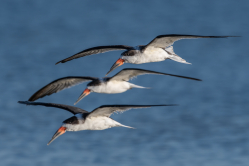 Black Skimmers im Formationsflug