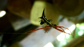 Exotische Spinne im Jungel von Panama