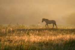 Na łąkowym wybiegu