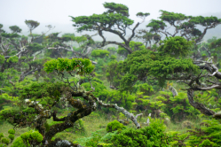 Savanne oder Dschungel?