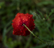 Dédié au vieil homme et la fleur