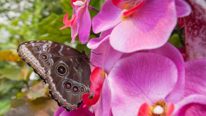 Butterfly on an orchid