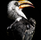 Zoborožec žlutozobý