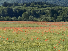 Les coquelicots