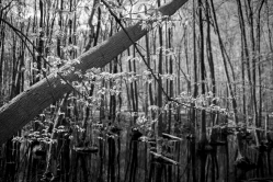 Frühlingshafter Wald