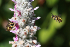 Blüten, Bienen: Bunte Bilder!