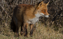 prachtige vos in de amsterdamse waterleidingduinen