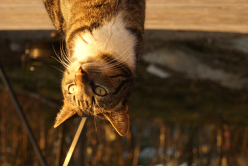 varm sommerkveld med katt i fokus
