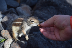 Atlashöhrnchen_Hand