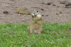 Syseľ ground squirrel