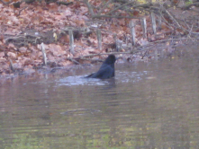 im Englischen Garten