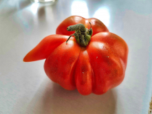 Rude Tomato