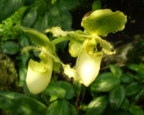 Střevíčník v lesním hájku