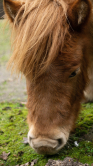 Ein Pony
