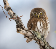 Pygmy Owl