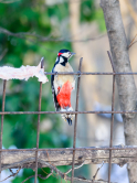 Buntspecht am Gartenzaun
