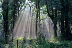 sun beams in De Loonse en Drunense Duinen (129)