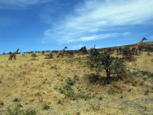 Giraffen in der Serengeti