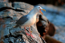 Möwe in Vancouver (1)