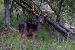 beautiful dark deer