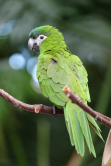 Perroquet vert