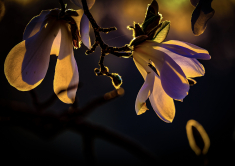 Magnolienblüte im Gegenlicht