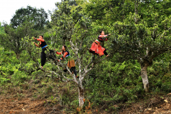 Ta Xua tea pickers from tea trees (14)