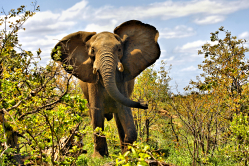 aufgeregter Elefant im Kruger NLP (7)