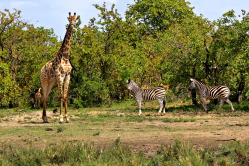 Giraffen und Zebras im Kruger NLP (4)