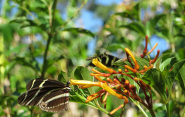 Zebra Schmetterlinge