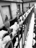 Snowy fence