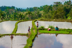 Quotidien d'une famille sur le paradis des rizières