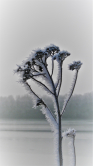 Frostschönheit Nr.2