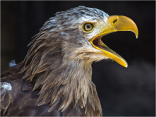Europäischer Seeadler