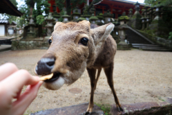 Nourrisage des daims à Nara