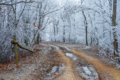 In the Frozen Forest