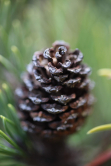 Pine-cone