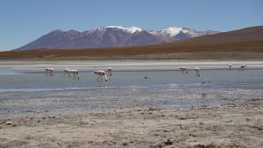 Das Glitzern der Natur