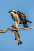 Osprey mit Beute