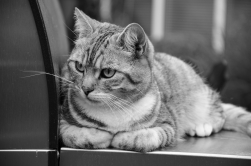 Aussichtsposten auf dem Pizzaofen