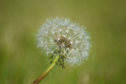 Das kleinste Samenkorn