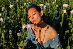 in a field of poppies