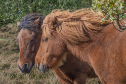 Good friendship / Godt venskab