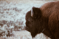Il guardiamo del West