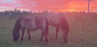 Pferde im Sonnenuntergang
