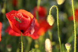 Mohnblume mit Besuch