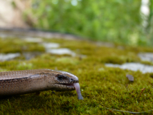 Blindschleiche auf Futtersuche